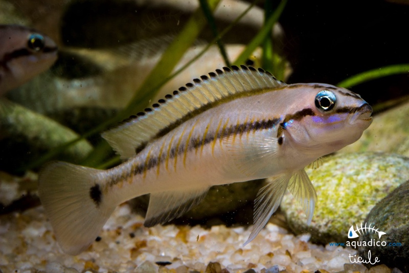 Telmatochromis vittatus
